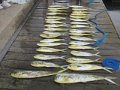 2012-07-16 Fishing Trip with Capt Ryan - VA Beach - Capt Ryan Pix